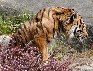 Tiger behind bushes