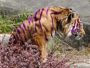 Purple Tiger behind bushes